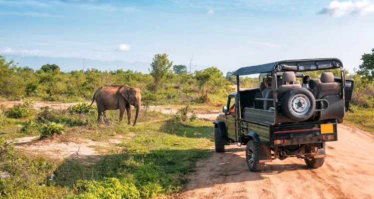 Open jeep on India jungle safari tour watching a wild elephant in lush forest