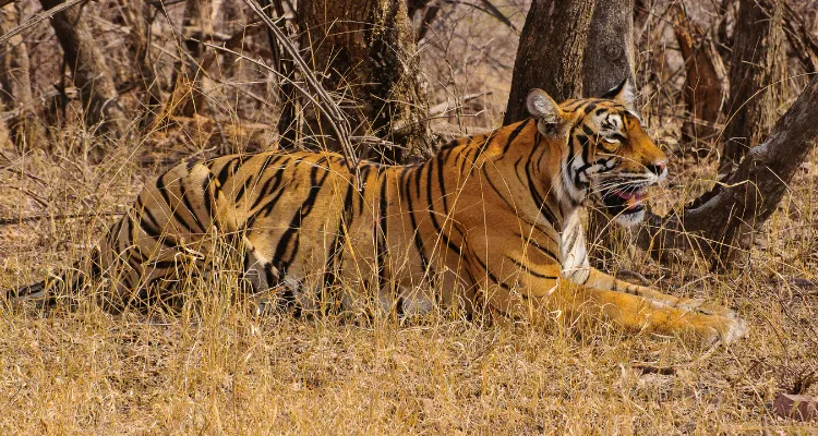 Golden Triangle Tour with Ranthambore, showcasing a tiger safari experience