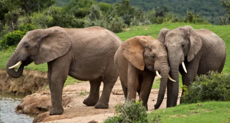 Golden Triangle Wildlife Tour, 11 days featuring elephants in their natural habitat.