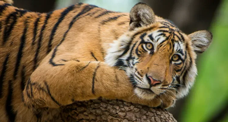 Tiger in Ranthambore National Park as part of Incredible Rajasthan Tour & Wildlife Package