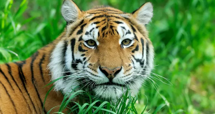 Tiger in verdant jungle, showcasing top sights for Golden Triangle Ranthambore tour