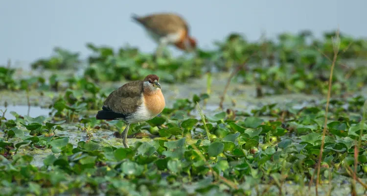 Two birds exploring a green wetland, walking through floating plants while searching for food.