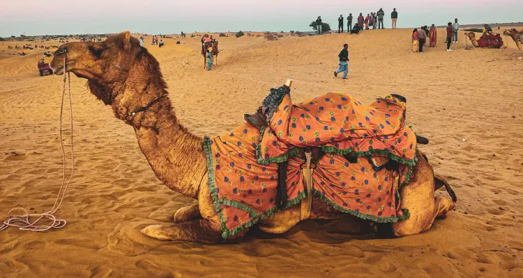 Camel resting on desert sand with colorful saddle showcasing Rajasthan 10 day tour experience