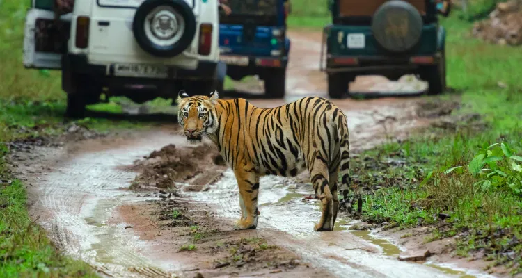 Tiger pauses on muddy forest trail during wildlife safari, with safari vehicles in the background.