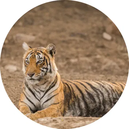 Bengal tiger seated in Ranthambore National Park, wildlife sights for luxury India trip plan