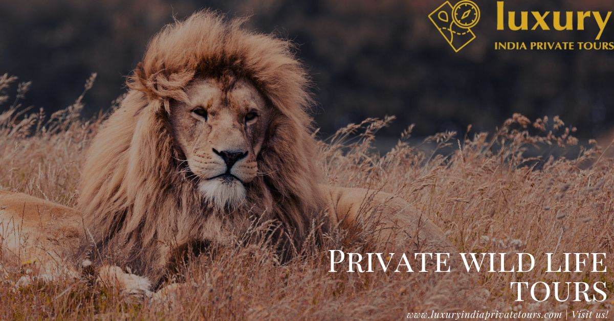 Private Wildlife Tours in India