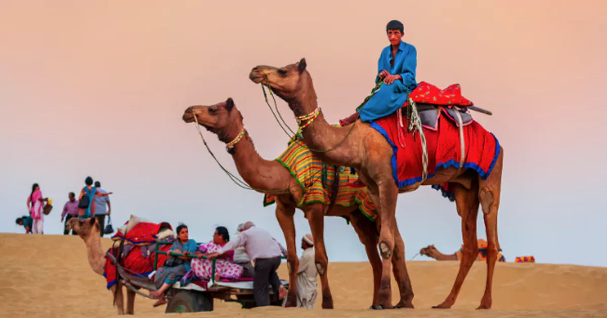 A person riding two decorated camels in Thar Desert at sunset, with people and a camel cart in the background